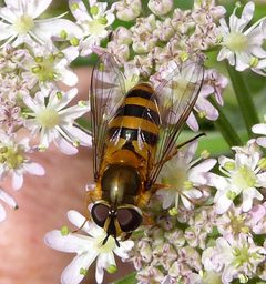 Epistrophe grossulariae by (c) gailhampshire, some rights reserved (CC BY). Used under a CC-BY license.