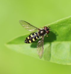 Epistrophella emarginata by (c) Barry Cottam, some rights reserved (CC BY), uploaded by Barry Cottam. Used under a CC-BY license.