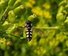 Epistrophella emarginata by (c) christine123, some rights reserved (CC BY), uploaded by christine123. Used under a CC-BY license.