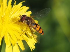 Episyrphus balteatus by (c) Michael Knapp, some rights reserved (CC BY), uploaded by Michael Knapp. Used under a CC-BY license.