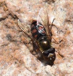 Eupeodes flukei by (c) John Powers, some rights reserved (CC BY), uploaded by John Powers. Used under a CC-BY license.