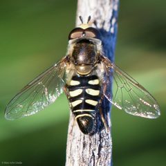 Eupeodes volucris by (c) Ken-ichi Ueda, some rights reserved (CC BY), uploaded by Ken-ichi Ueda. Used under a CC-BY license.