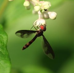 Ocyptamus fuscipennis by (c) mayfly1963, some rights reserved (CC BY), uploaded by mayfly1963. Used under a CC-BY license.
