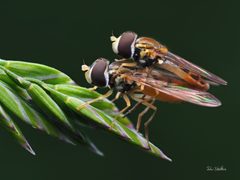 Toxomerus marginatus by (c) Thilina Hettiarachchi, some rights reserved (CC BY), uploaded by Thilina Hettiarachchi. Used under a CC-BY license.