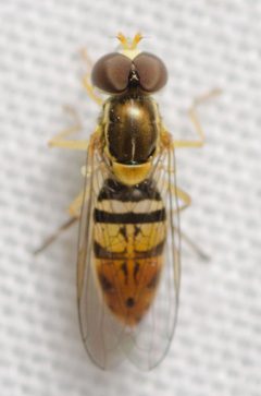 Toxomerus marginatus by (c) Justin Williams, some rights reserved (CC BY), uploaded by Justin Williams. Used under a CC-BY license.