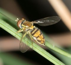 Toxomerus marginatus by no rights reserved, uploaded by Jesse Rorabaugh. Used under a CC0 license.