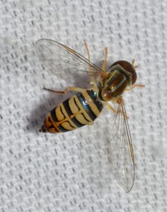Toxomerus politus by (c) Andy Reago & Chrissy McClarren, some rights reserved (CC BY). Used under a CC-BY license.