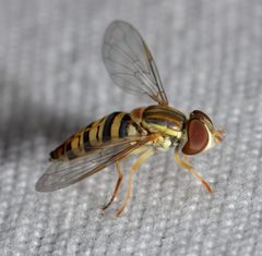 Toxomerus politus by (c) Andy Reago & Chrissy McClarren, some rights reserved (CC BY). Used under a CC-BY license.