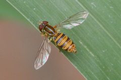 Toxomerus politus by (c) Elizabeth Green, some rights reserved (CC BY), uploaded by Elizabeth Green. Used under a CC-BY license.