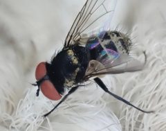 Strongygaster triangulifera by (c) Cole Shoemaker, some rights reserved (CC BY), uploaded by Cole Shoemaker. Used under a CC-BY license.