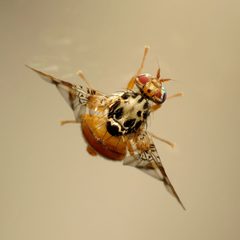 Ceratitis by (c) Katja Schulz, some rights reserved (CC BY). Used under a CC-BY license.