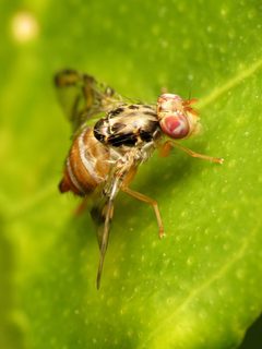 Ceratitis capitata by (c) Katja Schulz, some rights reserved (CC BY). Used under a CC-BY license.