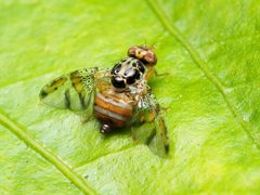 Ceratitis capitata by (c) Katja Schulz, some rights reserved (CC BY), uploaded by Katja Schulz. Used under a CC-BY license.