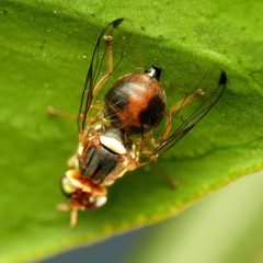 Bactrocera oleae by (c) Katja Schulz, some rights reserved (CC BY). Used under a CC-BY license.