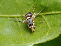 Bactrocera oleae by (c) Katja Schulz, some rights reserved (CC BY), uploaded by Katja Schulz. Used under a CC-BY license.