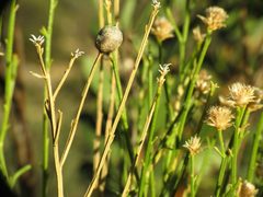 Aciurina thoracica by (c) Katja Schulz, some rights reserved (CC BY). Used under a CC-BY license.