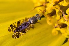 Neotephritis finalis by (c) Ken-ichi Ueda, some rights reserved (CC BY). Used under a CC-BY license.