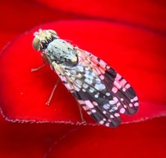 Neotephritis finalis by no rights reserved, uploaded by Ken Kneidel. Used under a CC0 license.