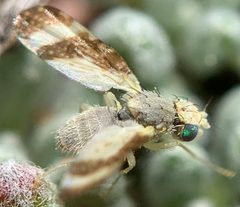 Oxyna palpalis by (c) mark-groeneveld, some rights reserved (CC BY), uploaded by mark-groeneveld. Used under a CC-BY license.