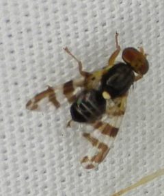Rhagoletis cingulata by (c) Peter Waycik, some rights reserved (CC BY), uploaded by Peter Waycik. Used under a CC-BY license.