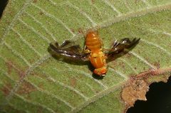 Anastrepha suspensa by (c) Eridan Xharahi, some rights reserved (CC BY). Used under a CC-BY license.