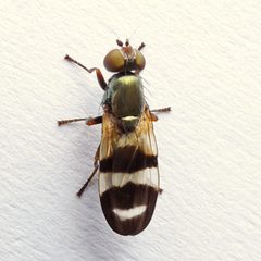 Chaetopsis massyla by (c) Bill Keim, some rights reserved (CC BY). Used under a CC-BY license.