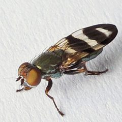 Chaetopsis massyla by (c) Bill Keim, some rights reserved (CC BY). Used under a CC-BY license.