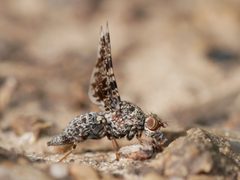 Callopistromyia annulipes by (c) Toby, some rights reserved (CC BY), uploaded by Toby. Used under a CC-BY license.