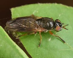 Allognosta fuscitarsis by (c) skitterbug, some rights reserved (CC BY), uploaded by skitterbug. Used under a CC-BY license.