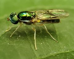 Cephalochrysa nigricornis by (c) Will Kuhn, some rights reserved (CC BY), uploaded by Will Kuhn. Used under a CC-BY license.