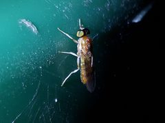 Cephalochrysa similis by (c) Tyler Bishop, some rights reserved (CC BY), uploaded by Tyler Bishop. Used under a CC-BY license.