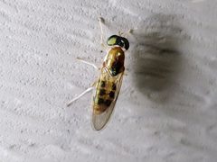 Cephalochrysa similis by (c) Tyler Bishop, some rights reserved (CC BY), uploaded by Tyler Bishop. Used under a CC-BY license.