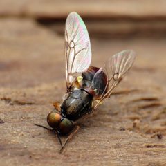 Euparyphus arizonae by (c) Katja Schulz, some rights reserved (CC BY). Used under a CC-BY license.