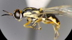 Euparyphus cinctus by (c) Toby, some rights reserved (CC BY), uploaded by Toby. Used under a CC-BY license.