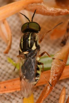 Euparyphus cinctus by (c) Trevor Van Loon, some rights reserved (CC BY), uploaded by Trevor Van Loon. Used under a CC-BY license.