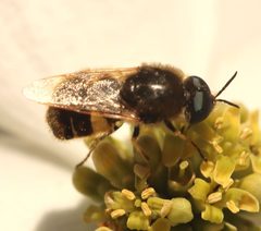 Psellidotus annamariae by (c) hr_dragonfly, some rights reserved (CC BY), uploaded by hr_dragonfly. Used under a CC-BY license.
