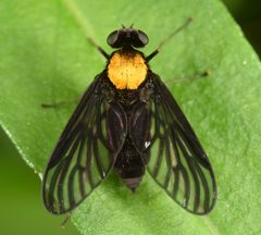 Chrysopilus davisi by (c) skitterbug, some rights reserved (CC BY), uploaded by skitterbug. Used under a CC-BY license.