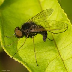 Chrysopilus proximus by (c) Ken-ichi Ueda, some rights reserved (CC BY), uploaded by Ken-ichi Ueda. Used under a CC-BY license.