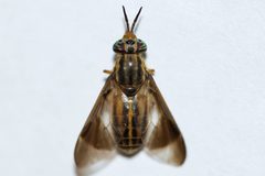 Chrysops aberrans by (c) Owen Strickland, some rights reserved (CC BY), uploaded by Owen Strickland. Used under a CC-BY license.