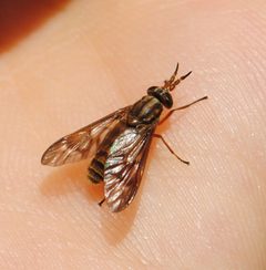 Chrysops brunneus by (c) Zihao Wang, some rights reserved (CC BY), uploaded by Zihao Wang. Used under a CC-BY license.