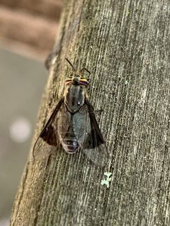 Chrysops calvus by (c) Healthy Yards, some rights reserved (CC BY), uploaded by Healthy Yards. Used under a CC-BY license.