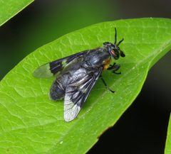 Chrysops cincticornis by (c) Nick Block, some rights reserved (CC BY), uploaded by Nick Block. Used under a CC-BY license.