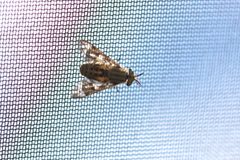 Chrysops discalis by (c) Doug Macaulay, some rights reserved (CC BY), uploaded by Doug Macaulay. Used under a CC-BY license.