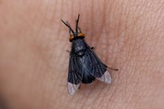 Chrysops divisus by (c) Emmett Collins-Sussman, some rights reserved (CC BY), uploaded by Emmett Collins-Sussman. Used under a CC-BY license.