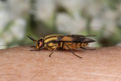 Chrysops geminatus by no rights reserved, uploaded by Kent P. McFarland. Used under a CC0 license.