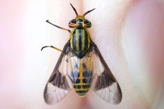 Chrysops geminatus by (c) Owen Strickland, some rights reserved (CC BY), uploaded by Owen Strickland. Used under a CC-BY license.
