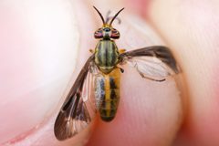 Chrysops macquarti by (c) Owen Strickland, some rights reserved (CC BY), uploaded by Owen Strickland. Used under a CC-BY license.