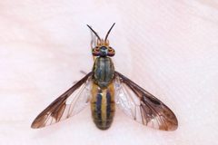 Chrysops macquarti by (c) Owen Strickland, some rights reserved (CC BY), uploaded by Owen Strickland. Used under a CC-BY license.