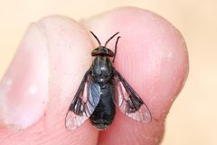 Chrysops niger by (c) Owen Strickland, some rights reserved (CC BY), uploaded by Owen Strickland. Used under a CC-BY license.