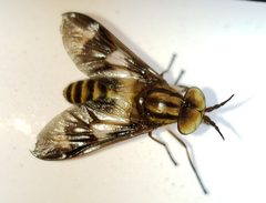 Chrysops reicherti by (c) Arturo Santos, some rights reserved (CC BY), uploaded by Arturo Santos. Used under a CC-BY license.